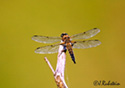 Anisoptera